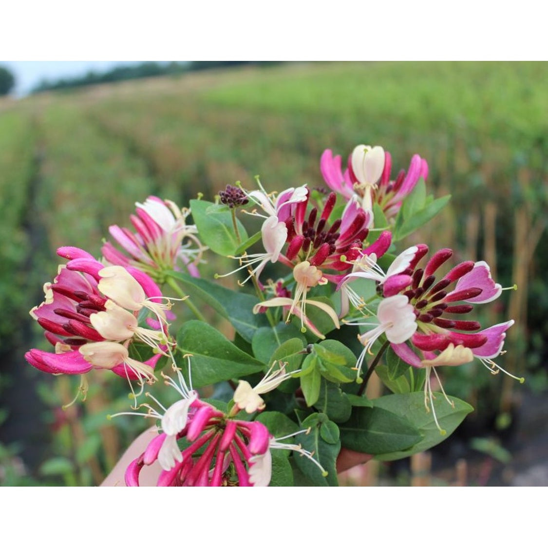 Kaprifol – Lonicera heckrottii - C2 50-60 CM 3 Stick